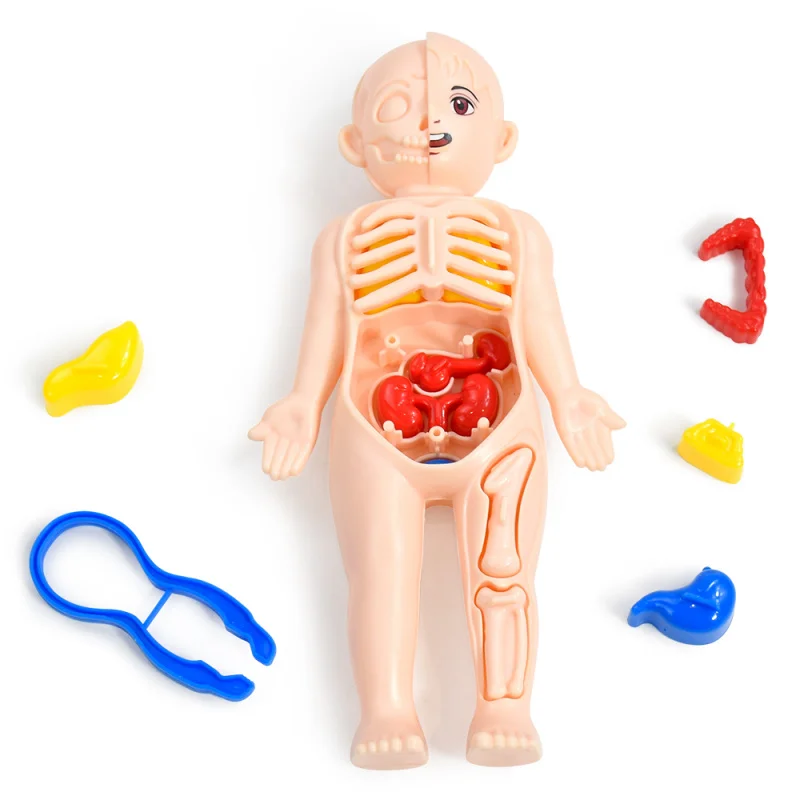 Giocattoli scientifici per bambini Anatomia dell'organo del corpo umano Modello assemblato fai-da-te Strumenti didattici medici per bambini
