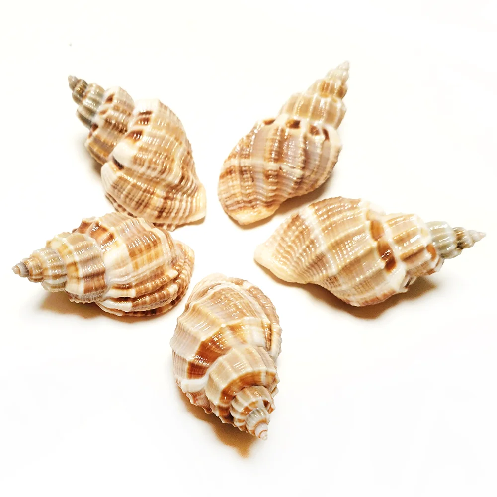 

5 PCS Natural Merica Asperella Shells Yellow Cone Tower Seashell For Home Decoration Collection Shooting Props DIY Gifts, 3-5cm