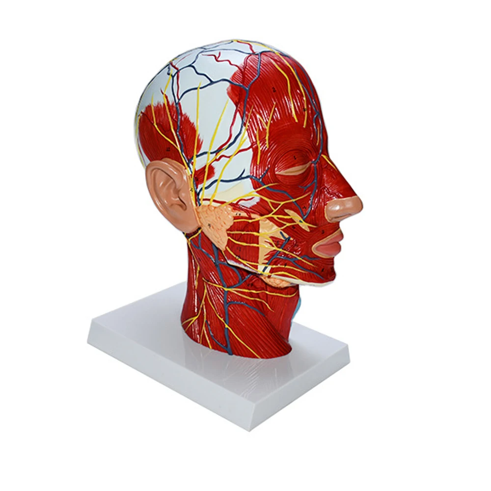 

Head Neck Superficial Nerve Vascular Muscle Model,Human,skull with muscle And Nerve blood vessel,School medical teaching supply