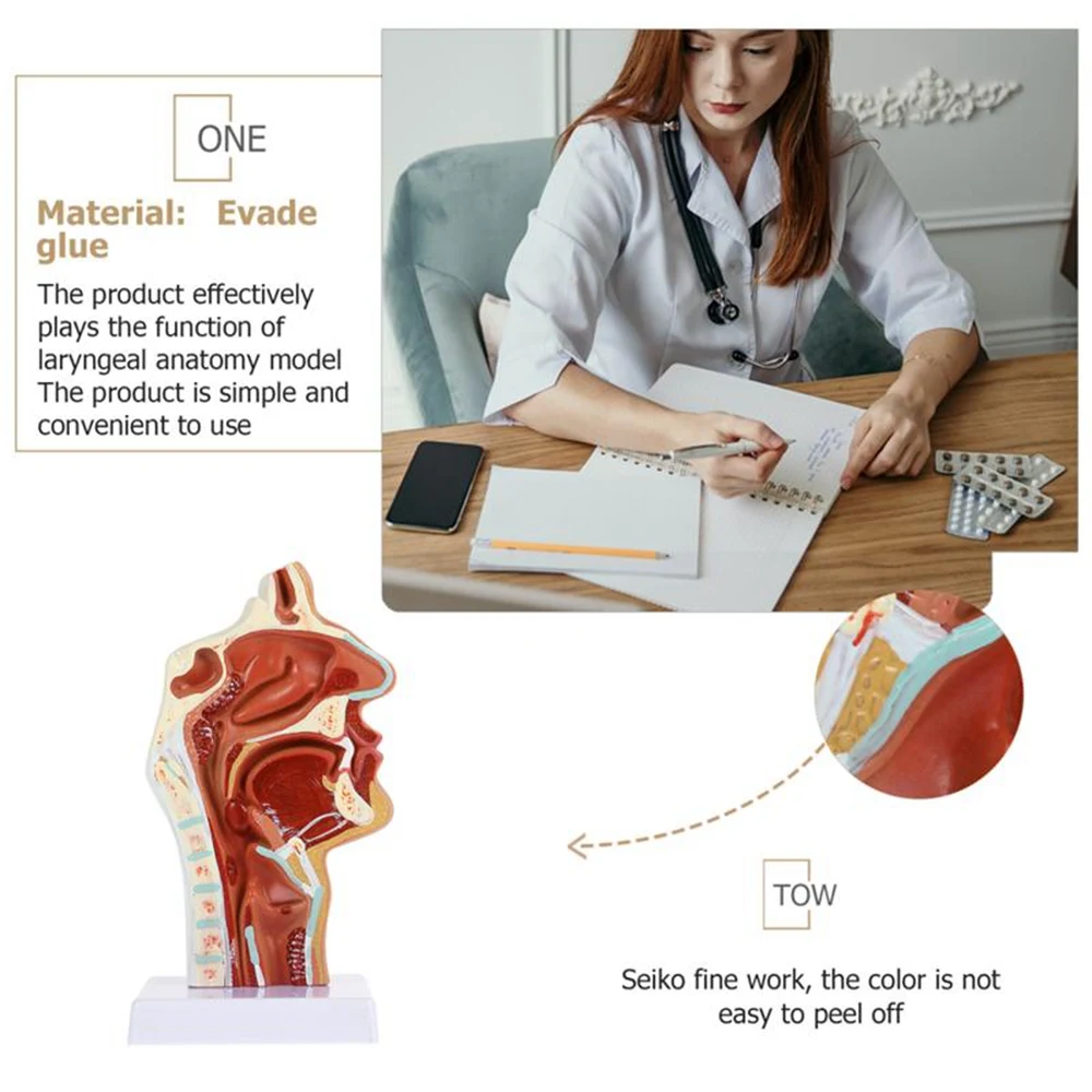 Model wnęki nosowej Model wnęki jamy ustnej Gardło Larynx Model anatomiczny Model gardła i gardła Model otolaryngologii