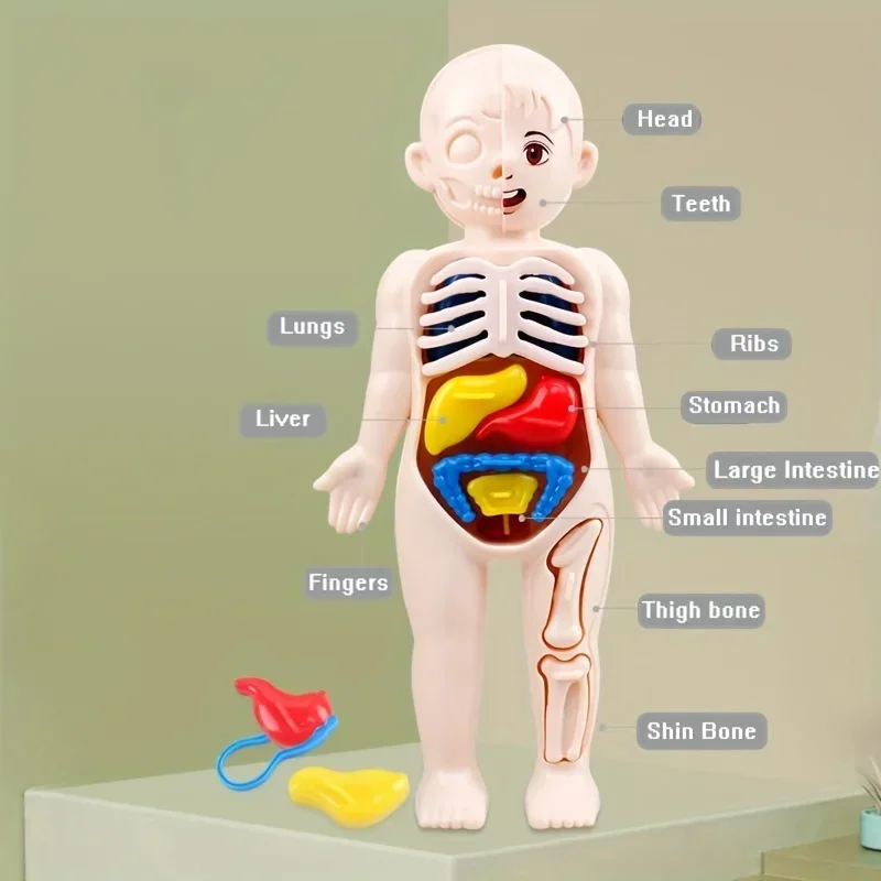 

1pc Educational Transparent Human Anatomy Torso Model with Pull-Out Organs and Tool Set, DIY Medical Learning Toy