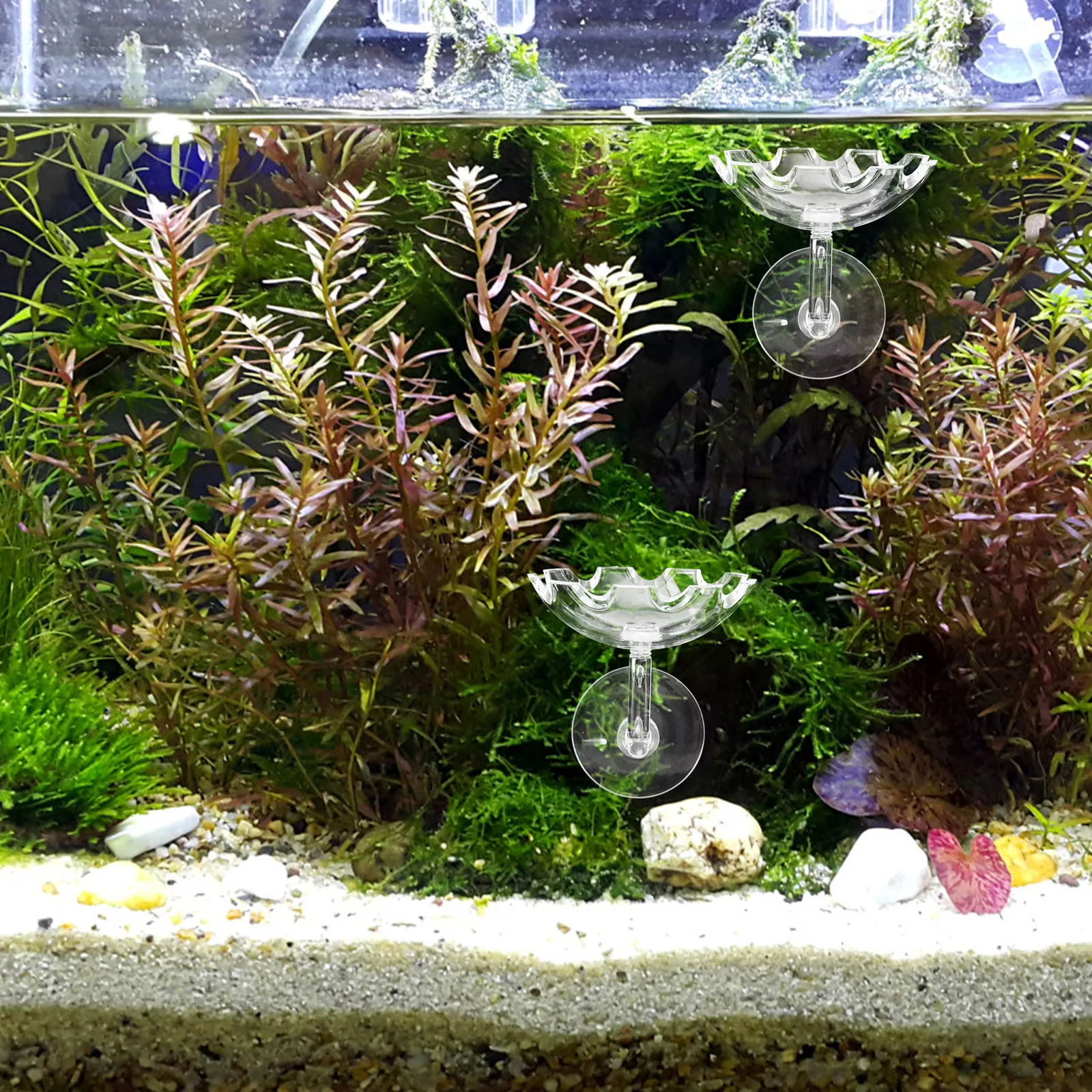 

Shrimp Feeding Dish Aquarium Plastic Suction Cup Durable Easy Install Fish Tank Supplies Shrimp Feeding Dish Aquarium Supplies