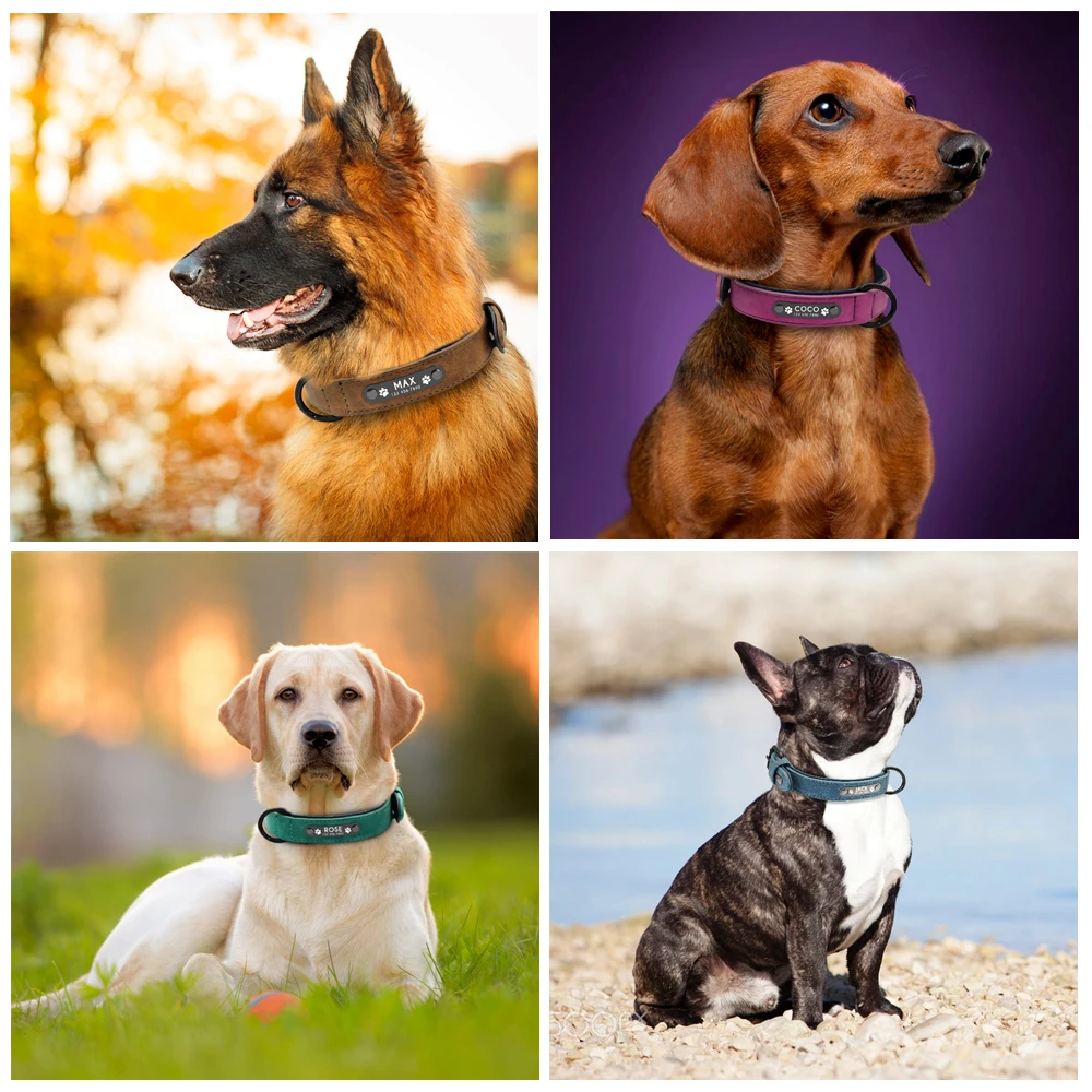 Collar personalizado de cuero para perro – Varias tallas - imagen 3