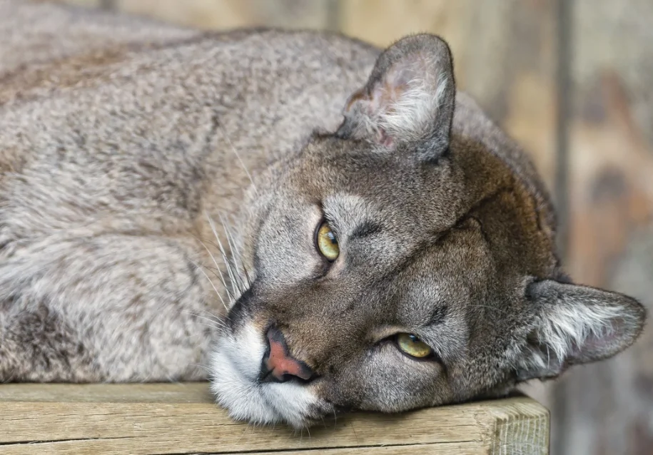 

BETAFPV VR02 FPV Goggles - 4.3-inch 800×480 HD LCD, for Beginner RC Drones
