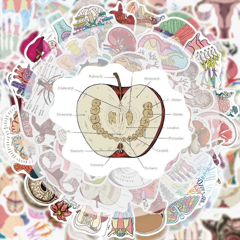 50 Blatt menschliche Organ-Wissenschafts-Graffiti-Aufkleber, lebendige Aufkleber, geeignet zum Dekorieren von Wasserflaschen, Laptops, Mobiltelefonen, Koffern, Skateboards, Gitarren, Geschenkboxen und