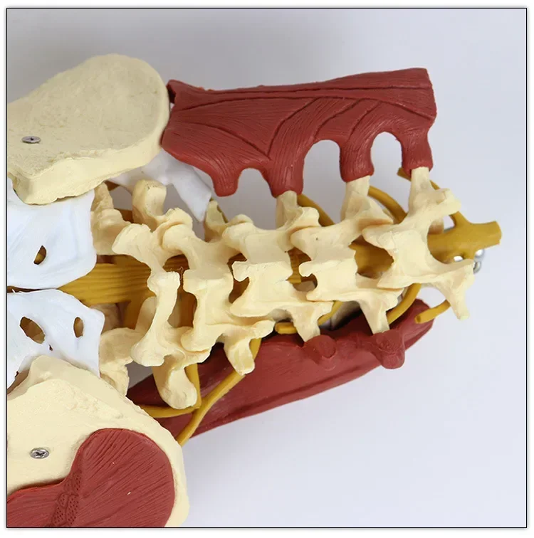 Life Size Anatomy Lumbar Vertebrae Vital Muscles Pelvic Muscle Model Spine Skeleton Protrusion  Intervertebral Disc