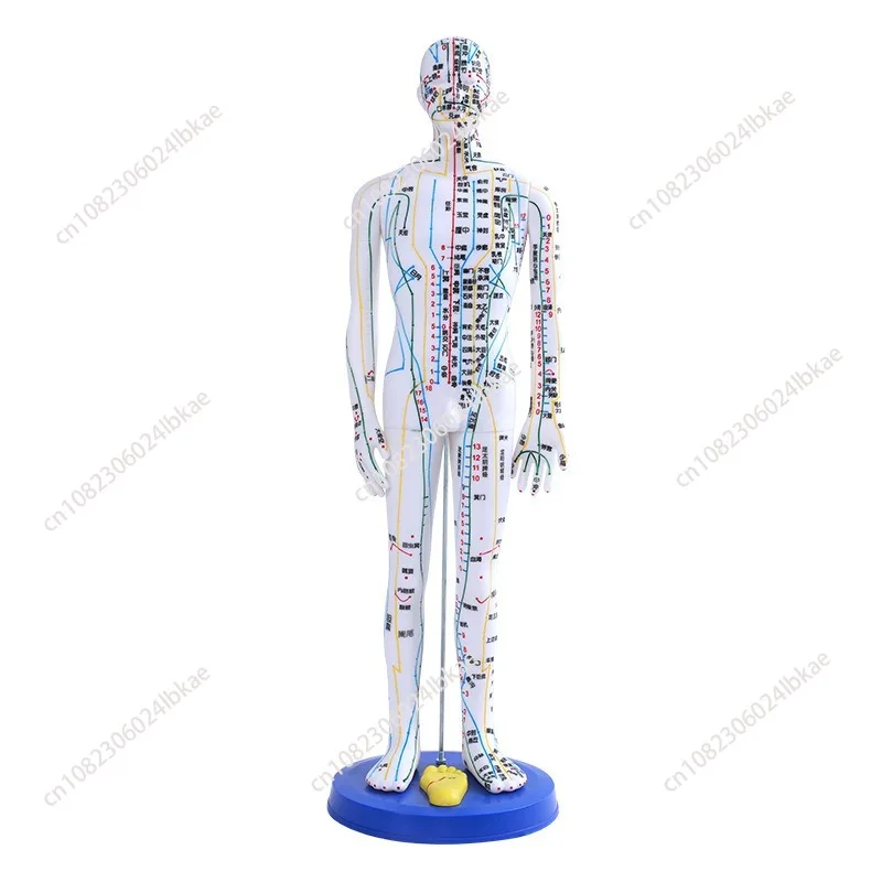 

Acupuncture and moxibustion acupoint human body model meridian acupoint model map whole body Twelve Copper Man needle