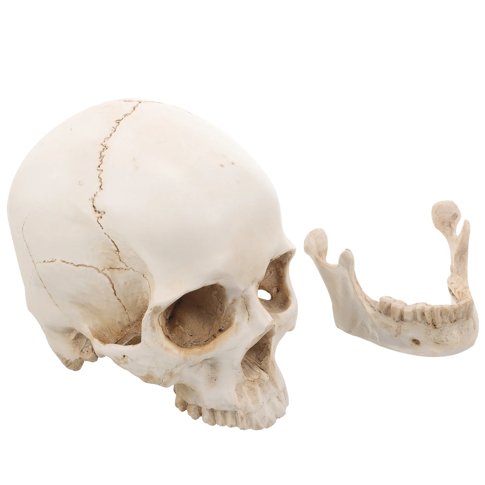 Resin Skull Anatomy Model for Teaching Detachable Head Medical Human Education Learning Plaster Statue Realistic