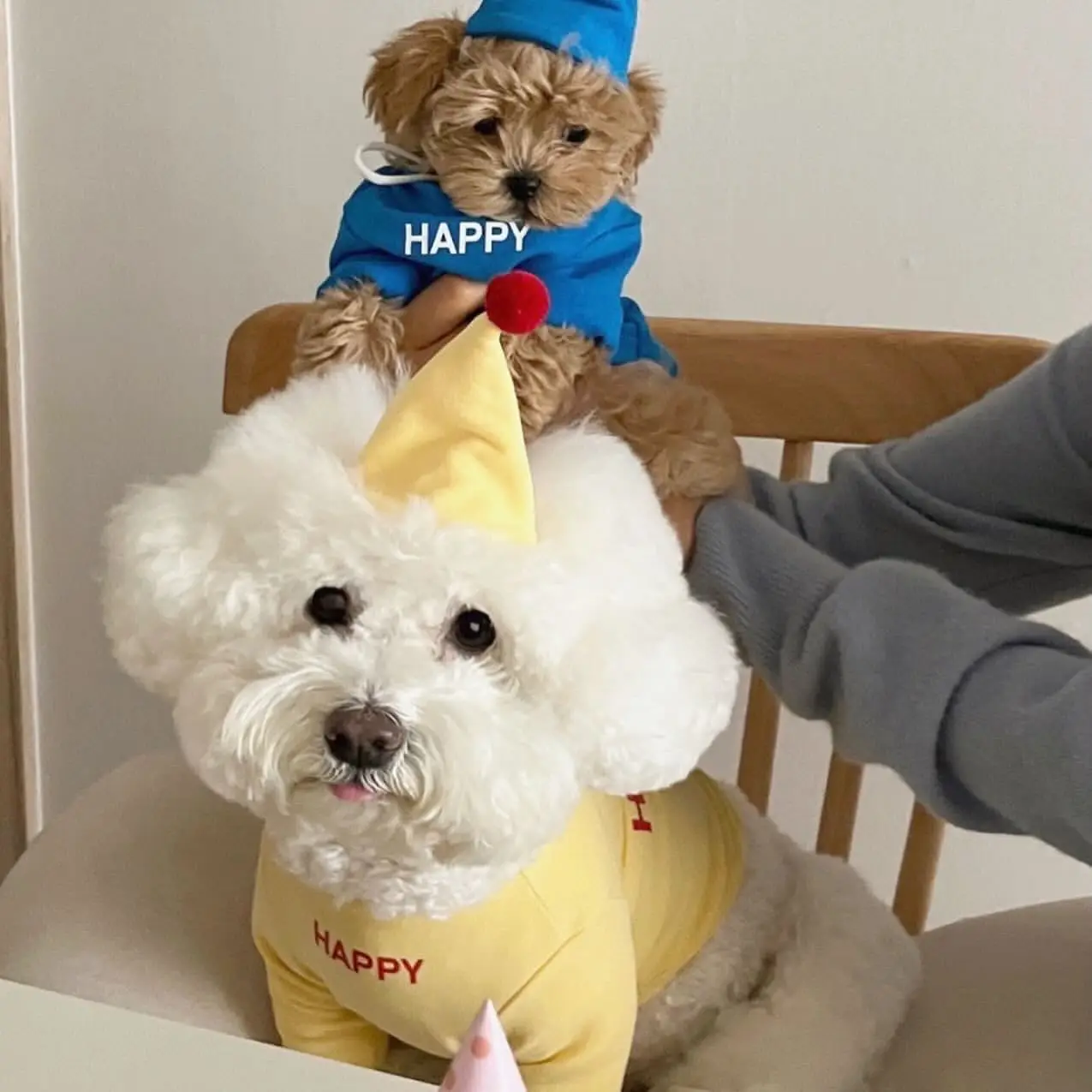 Pet Birthday Party Sweatshirt Cute Teddy T-Shirt De Velvet Dog Clothes Bichon Soft Pullover Letter Printed Clothes No Hat