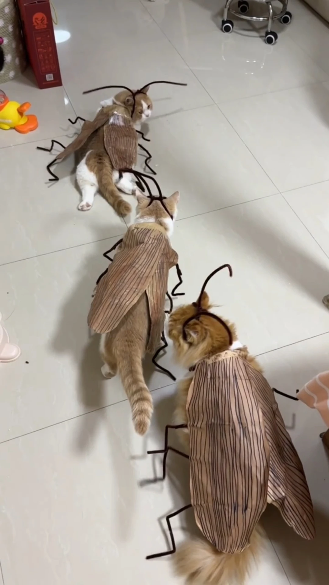 DIY Lustiges Kakerlaken-Kostüm für Katzen mit Flügeln, Antennen und Beinen, Kreatives Haustier-Cosplay-Outfit, Halloween-Party Foto-Requisiten Zubehör – Detail 4