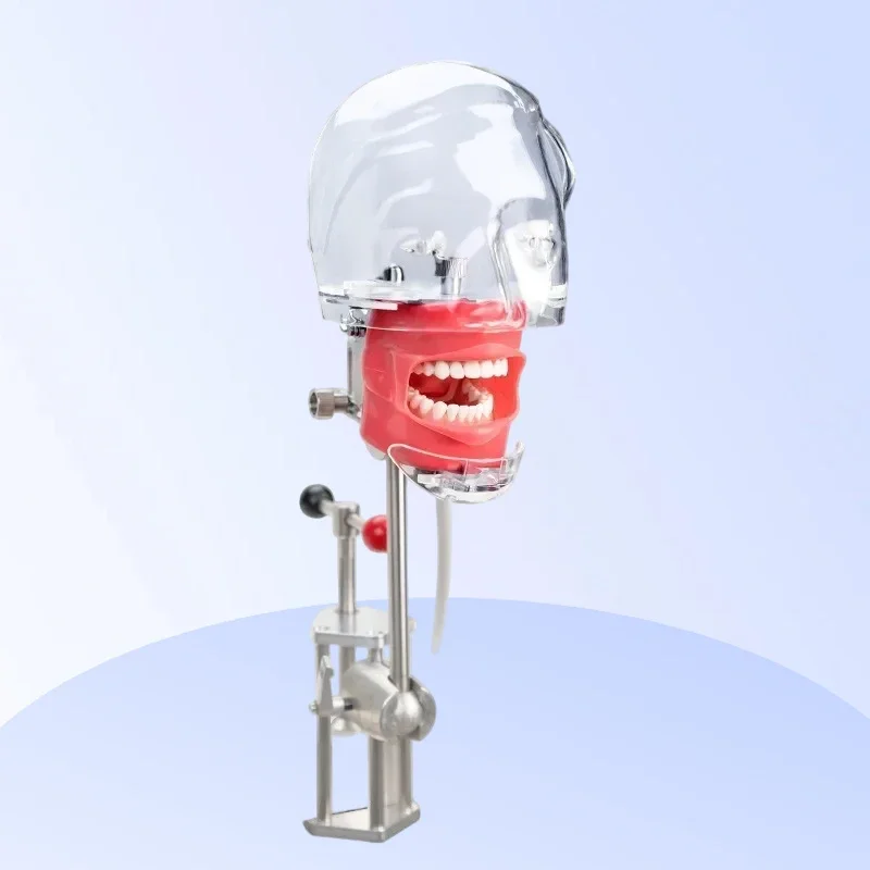 Set Ready Stock Teeth Model Exercise Simulator Dental Phantom Head with Bench Mount