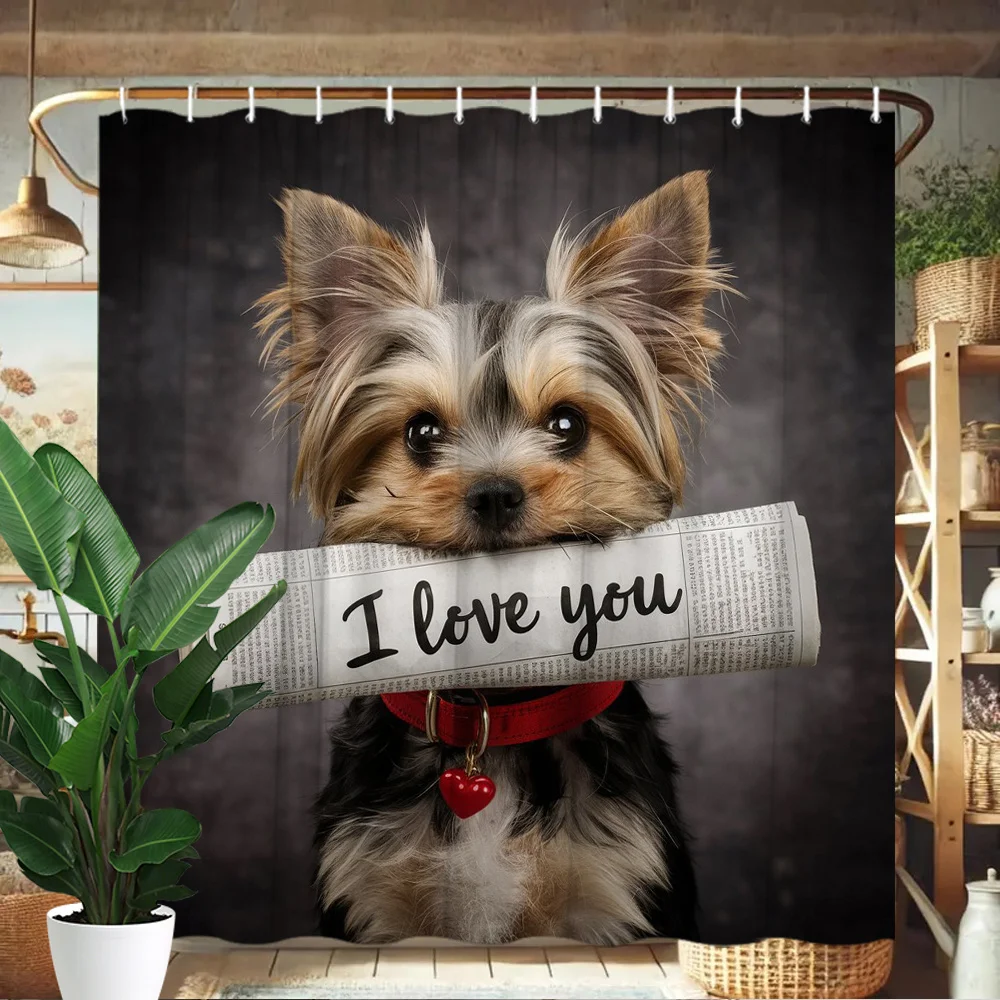 1 Yorkshire Terrier Puppy 