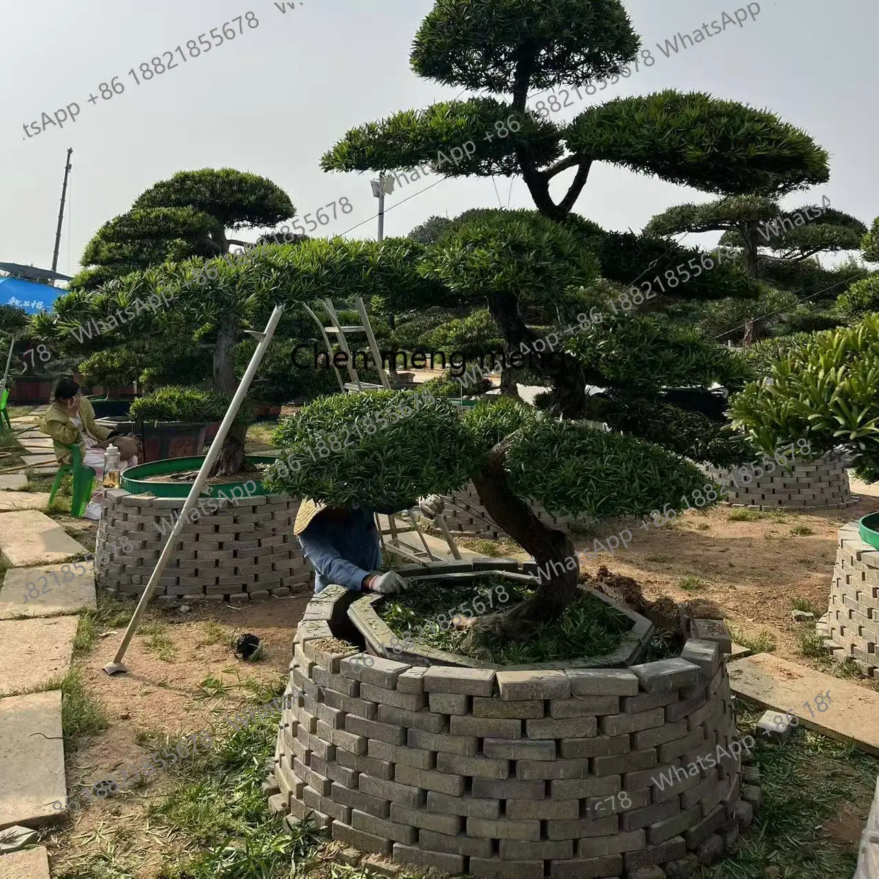 

New small-leaved sparrow tongue Arhat pine modeling tree, courtyard landscape