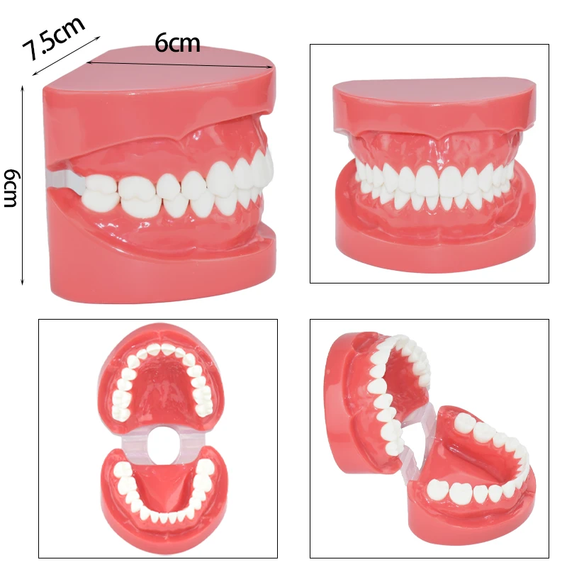 Dental Model Red M7004 Study Teaching Tooth Standard Typodont Dentists Dentistry Clinic Teeth Model Dental Materials