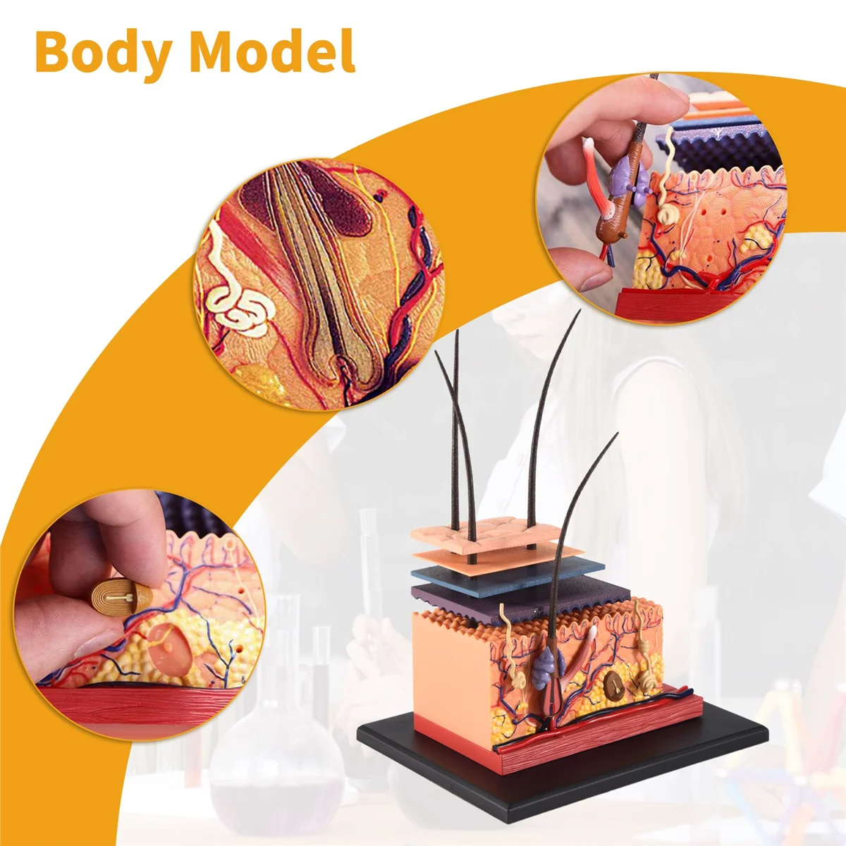 Y01A4D Model Kulit Manusia Organ Rambut Perakitan Model Puzzle Model Pengajaran Manikin Model Anatomi Sains