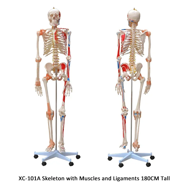 XC-101A Skeleton with Muscles and Ligaments 180CM Tall