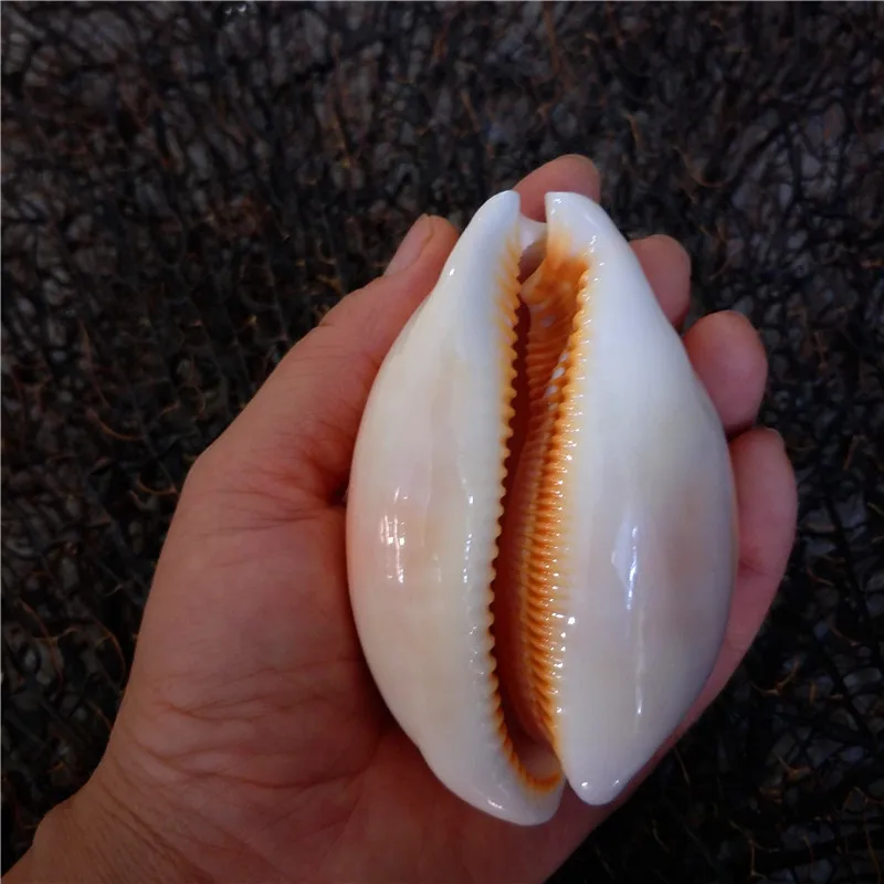 Rare collection treasure Conch, home Decoration, Famous Golden Snail Specimen, Collectibles Gift, 9cm view 3
