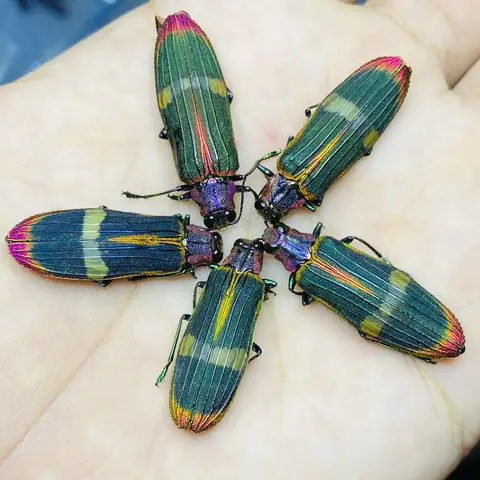 5pcs Real Golden Turtle Wet Insect Specimen Mimela Ohausi Arrow Insect Beetle Mosaic Artwork Statues for Decoration Home Decor