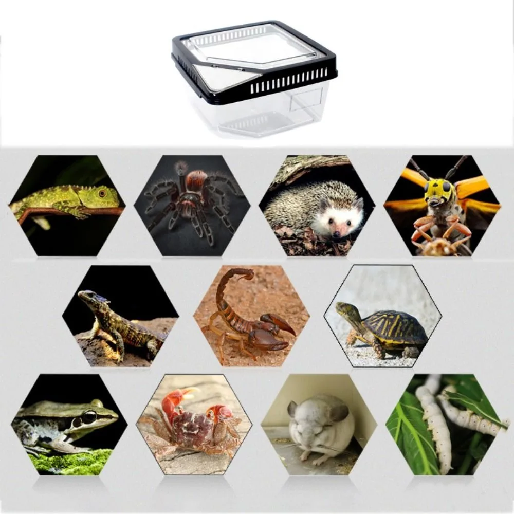 Anti-escape Reptile Terrarium Tank Plastic Reptile Carrier Container Durable Lizard Grow Box for Snail Gecko Tarantulas