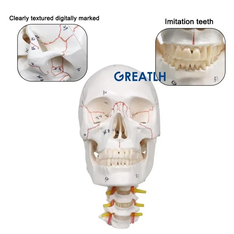 GREATLH Life Size Skull Model Medical Anatomy Veterinary Anatomical Brain Anatomical Model Detachable Medical Model