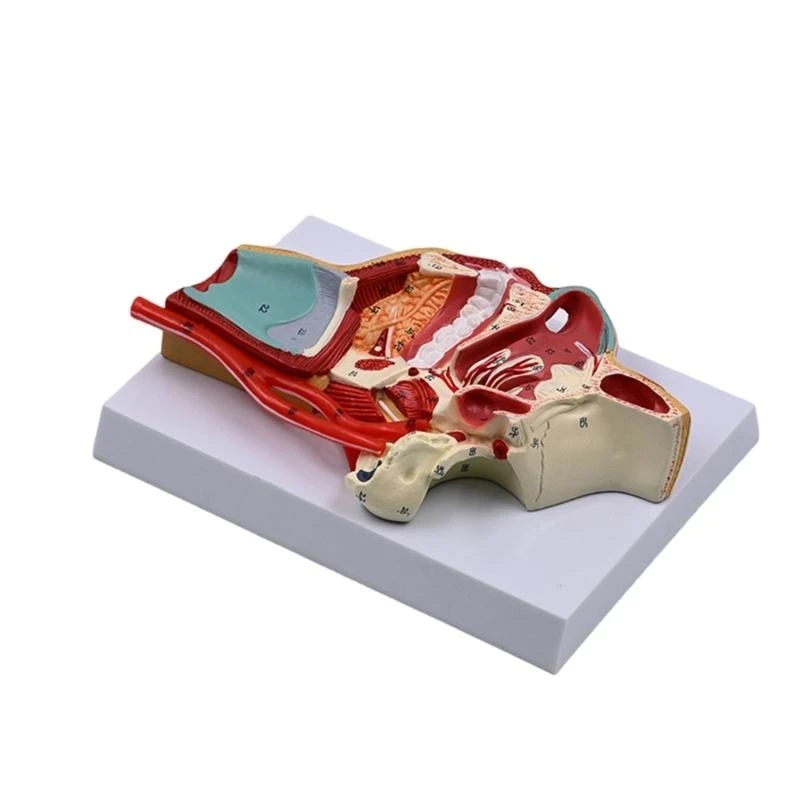 รูปแบบทางกายวิภาคของโพรงจมูกมนุษย์แบบจำลองโพรงมนุษย์สำหรับโรงพยาบาลโรงเรียน