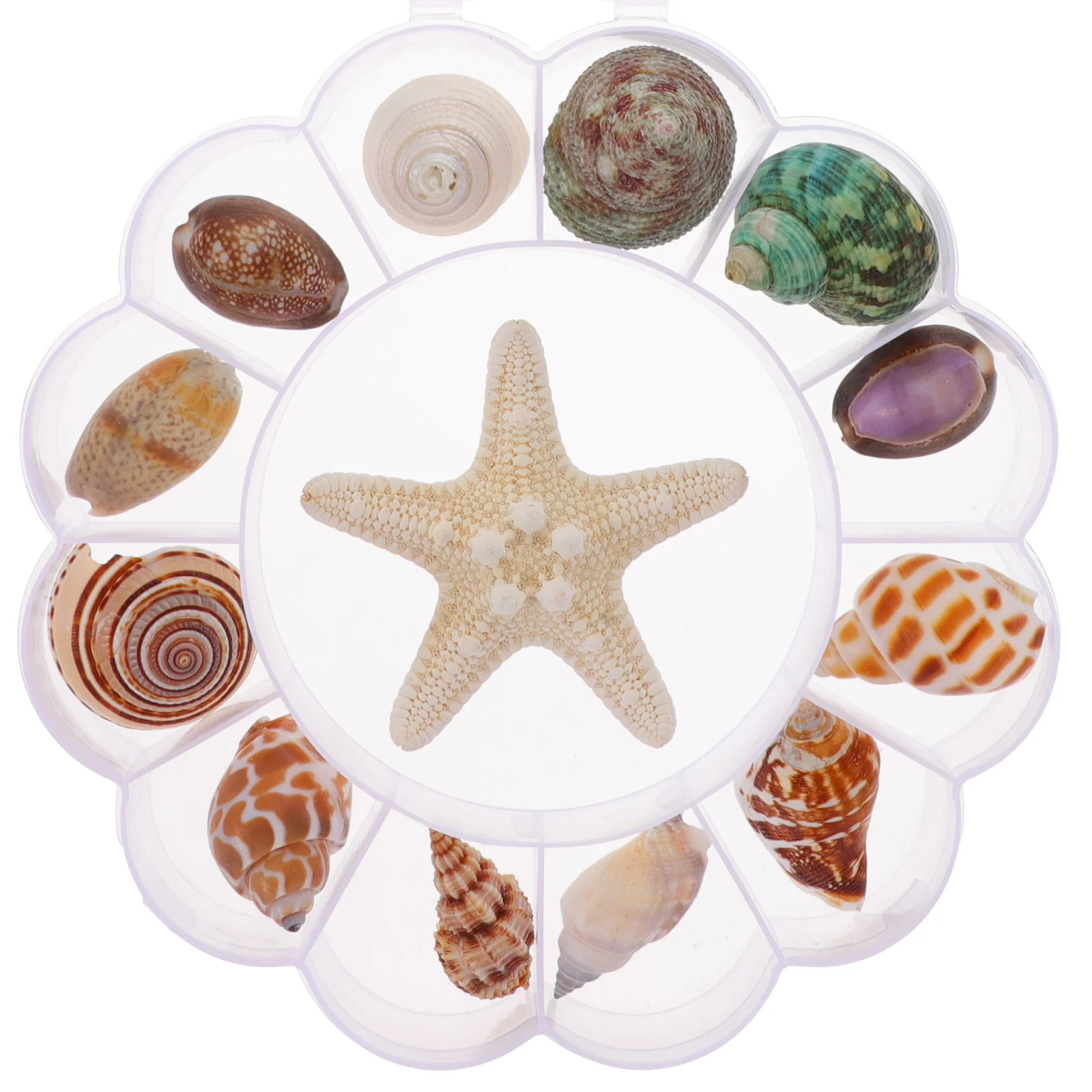 

13 Pcs Conch Shell Decor Aquarium Ornaments Nautical Marine Decoration Kit Natural Materials Fishing Net Wall Decors Ocean