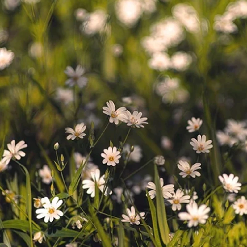 

DarwinFPV F411 AIO Flight Controller Whoop Blheli_S Betaflight F4 15A OSD BEC BL_S 1-3S 4In1 ESC for RC Drone FPV Racing