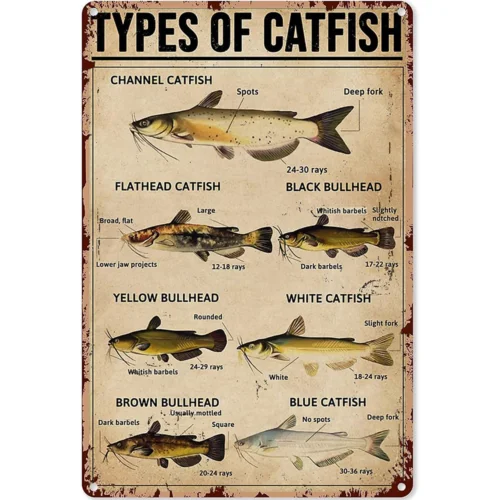 Plaque murale décorative vintage en métal sur le thème de la pêche, avec le thème « Types de poisson-chat », 8 "x 12 "
