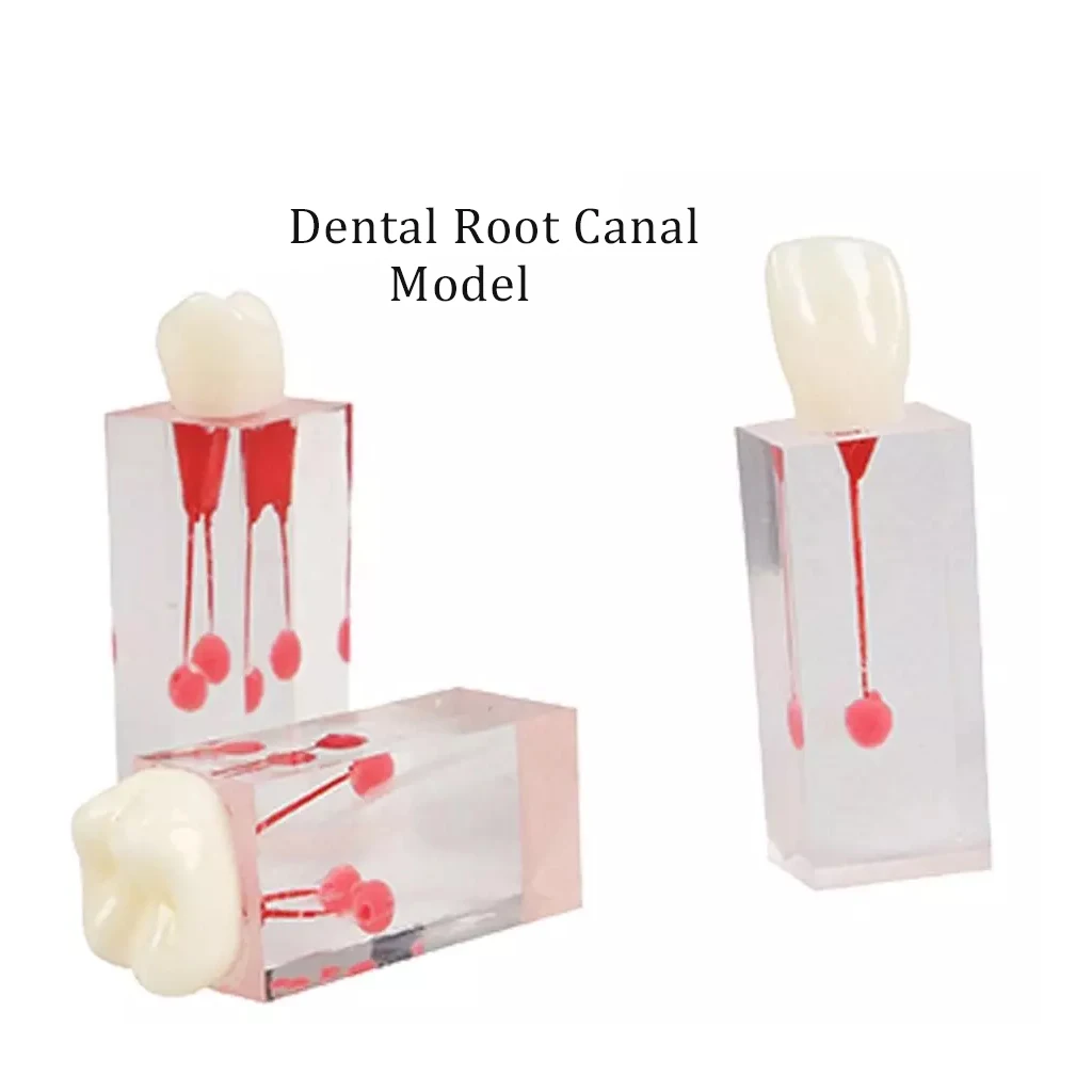 Modelo de enseñanza de bloques de Canal de raíz Dental, entrenamiento de endodoncia, modelo de dientes, práctica RCT, cavidad de pulpa, resina,