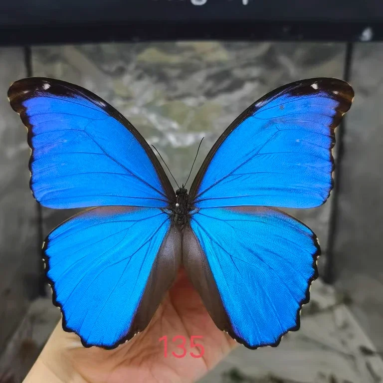 Real Butterfly Insect Rare Butterfly Specimen Morpho Menelaus Big Blue Flash Butterfly  Photo Frame Display Collectibles Gift