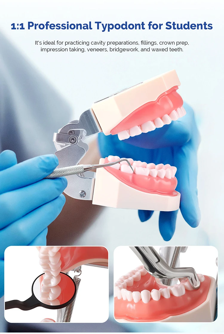AZDENT Dental Standardzahnmodell 32-Zahn-Extraktionsmodell 1:1 Harzzähne Abnehmbares weiches Zahnfleisch Schraubendreher Zahnmedizinunterricht – Detail 6
