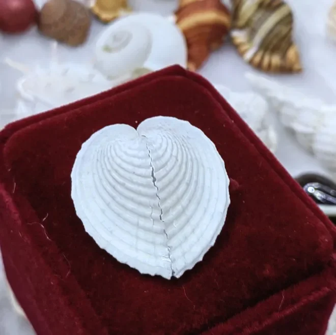 Shell Conch Heart-shaped Clam Chicken Heart Clam Chicken Heart Shell Chinese Valentine's Day Lovers Creative Gift 2.5-3.5CM