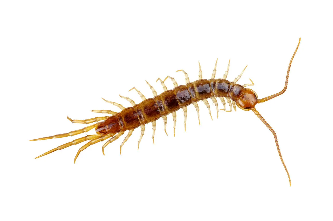 

Superior Quality-7CH 2.4Ghz Transmitter & Receiver ESC Set Parts For Scy16101pro,16103Pro,Sg116pro,SG116 MAX,Q130