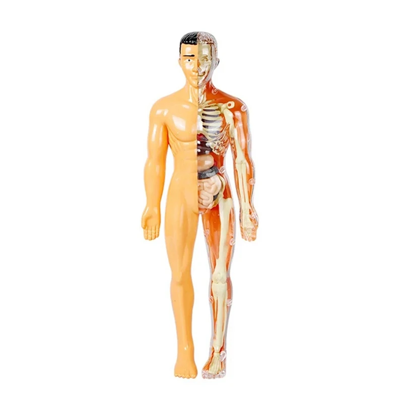 3D Human Body Model For Kid Anatomy Skeleton DIY Organ Assembly Educational School Biological Teaching Aids Tool