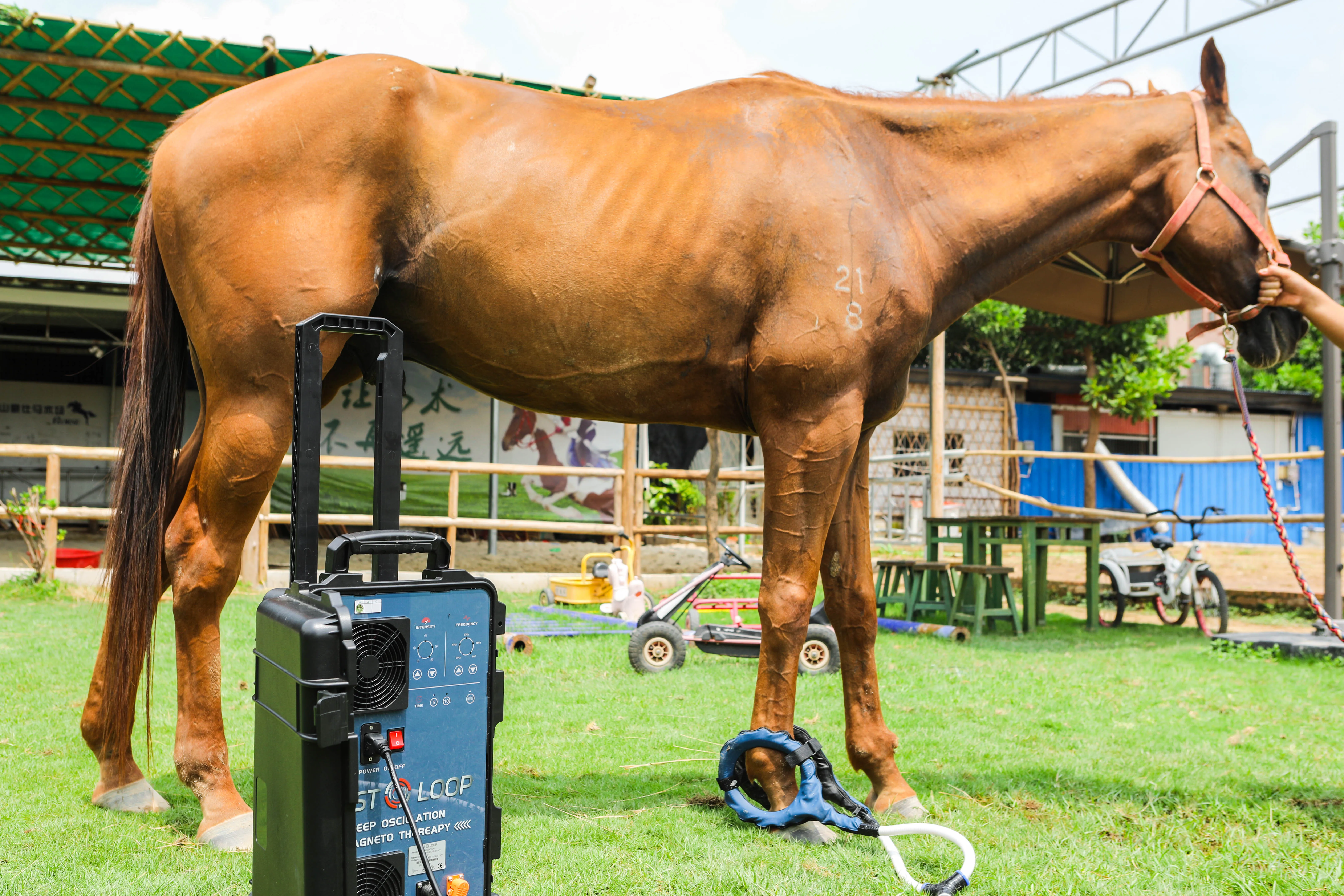 Устройство для магнитотерапии для лошадей: медицинское оборудование для облегчения боли и релаксации гоночных лошадей