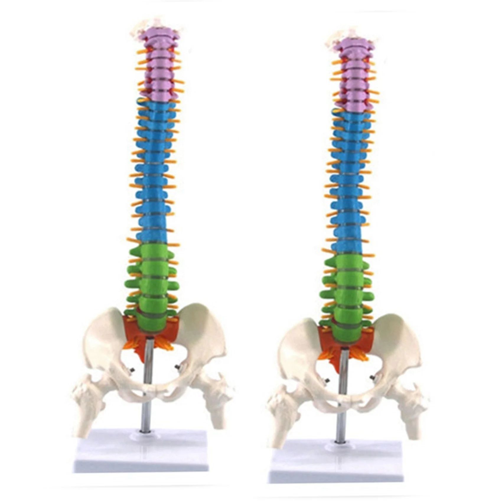 

2X 45cm with Pelvic Human Anatomical Anatomy Spine Spinal Column Model Teaching Resources for Students