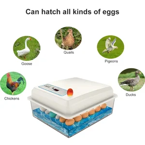 Vollständig automatischer Ei -Inkubator -Set, häusliche Brutfärbung, Farmhähnchen, Gänse, Ente, Vogel, 20 Eier 8 Hauptverkäufe inkubieren - №5