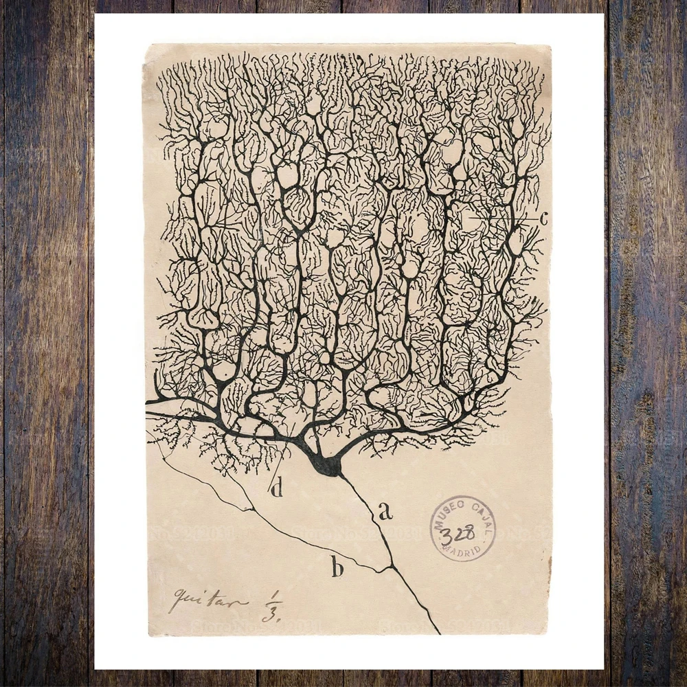 لوحة سانتياغو رامون Y Cajal Purkinje رسم خلية الدماغ قماش اللوحة 1899 خمر ديكور المنزل جدار الطباعة #2