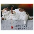 Exotic Shorthair