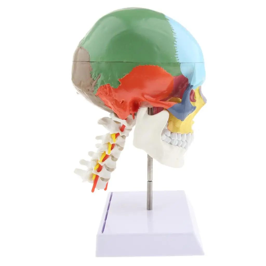 Anatomical Human Head Skull Model Realistic Colored PVC Skeleton for School Classroom Display and Lab Study Supplies