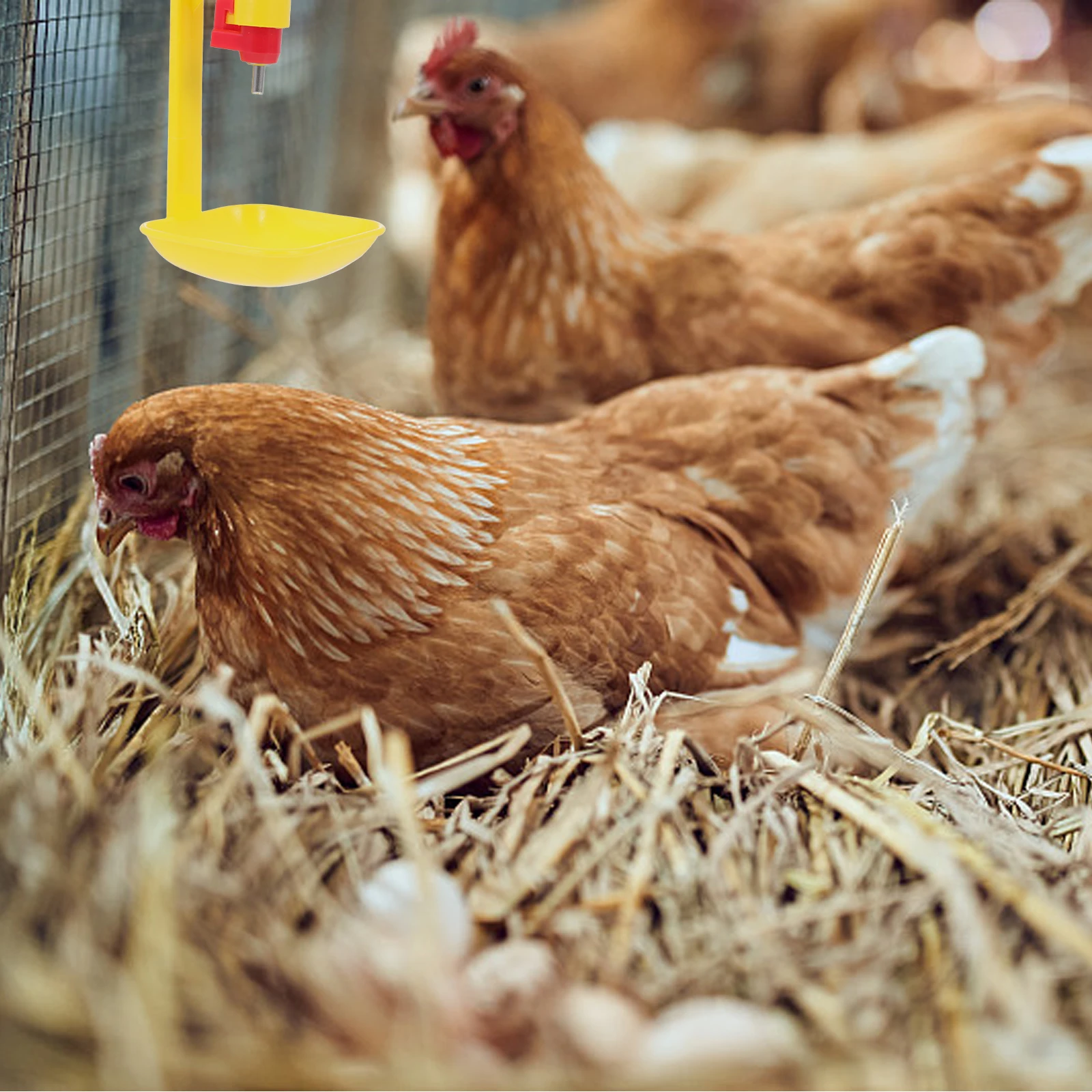 

10pcs Chicken Drinking Bowl Large Capacity Automatic Water Feeder 360-Degree Rolling Ball Outlet Farm Poultry Feeding Equipment