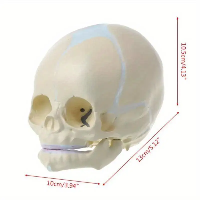 1 Human Fetal Baby Infant Medical Skull Anatomical Skeleton Model Teaching Supplies for Medical Science