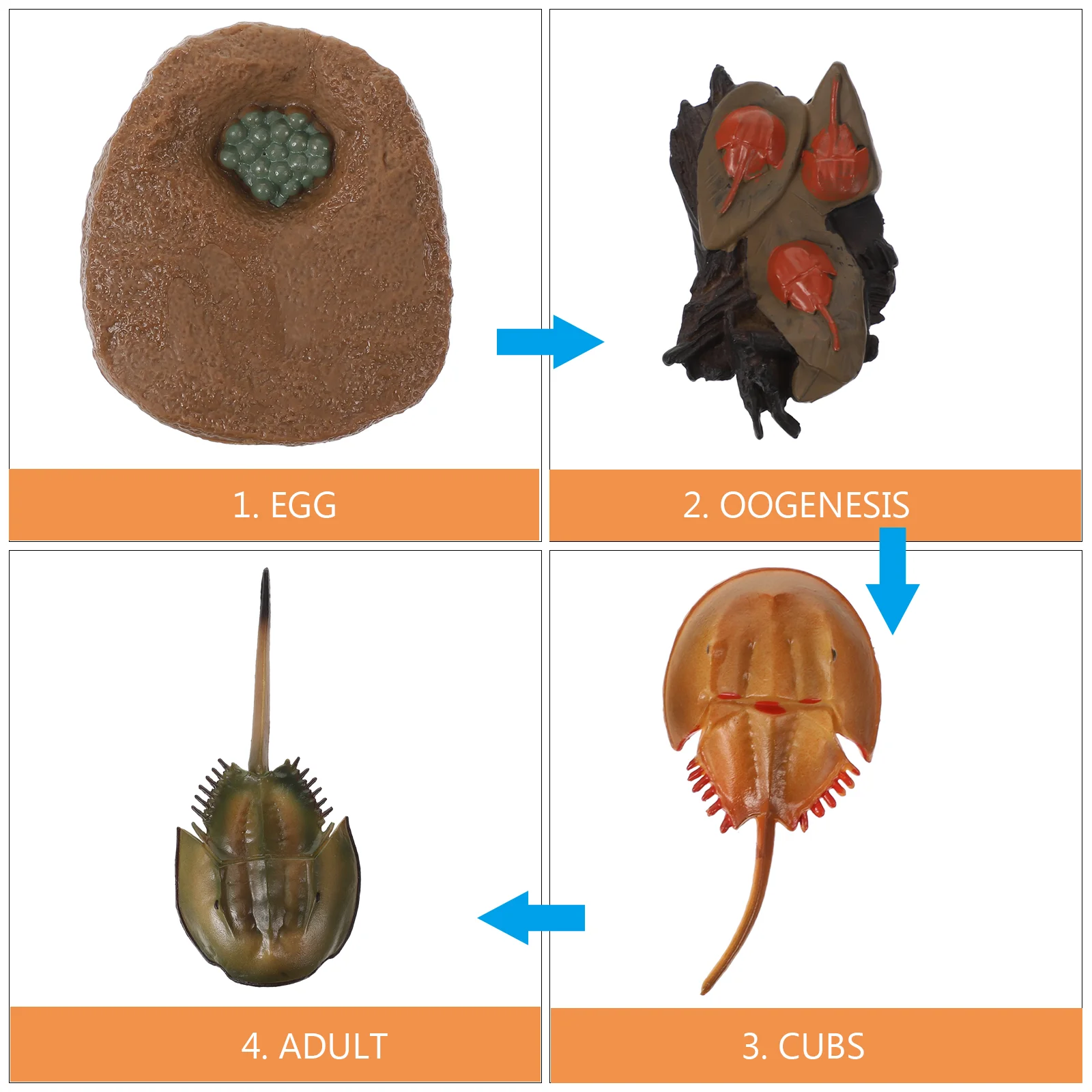 Cognitive Model of Life Brain Toy Montessori Toys Kids Animal Horseshoe Crab Growth Cycle Creatures Sea ​​turtle Child