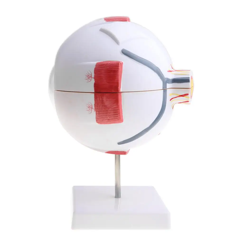 Human Eye Ball Model Anatomical Study Tool Lab Supplies Enlarged 3X , as described, C