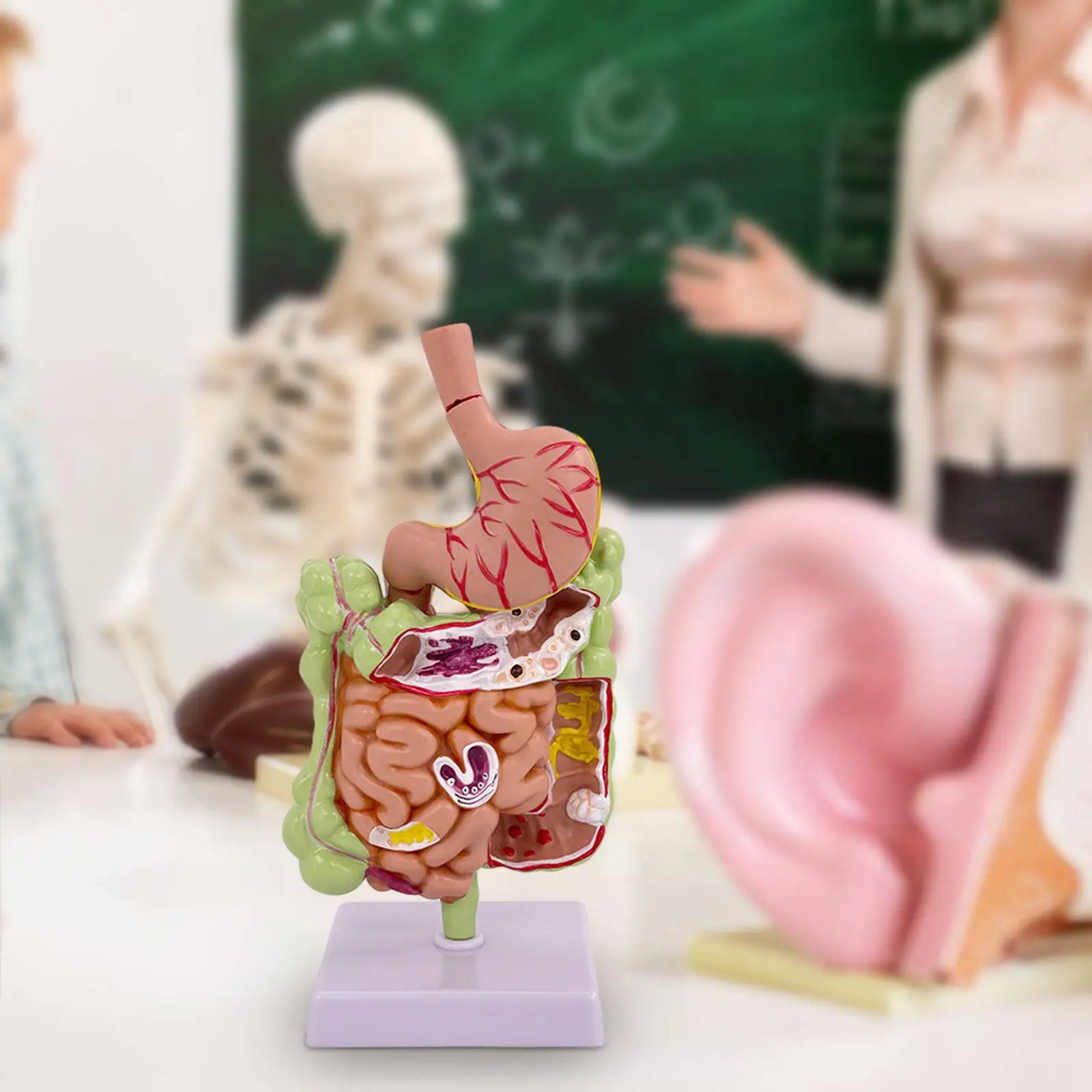 Modelo de anatomia do estômago humano do PVC para exibição do estudo, sistema patológico e digestivo, educação do escritório, demonstração sala de aula