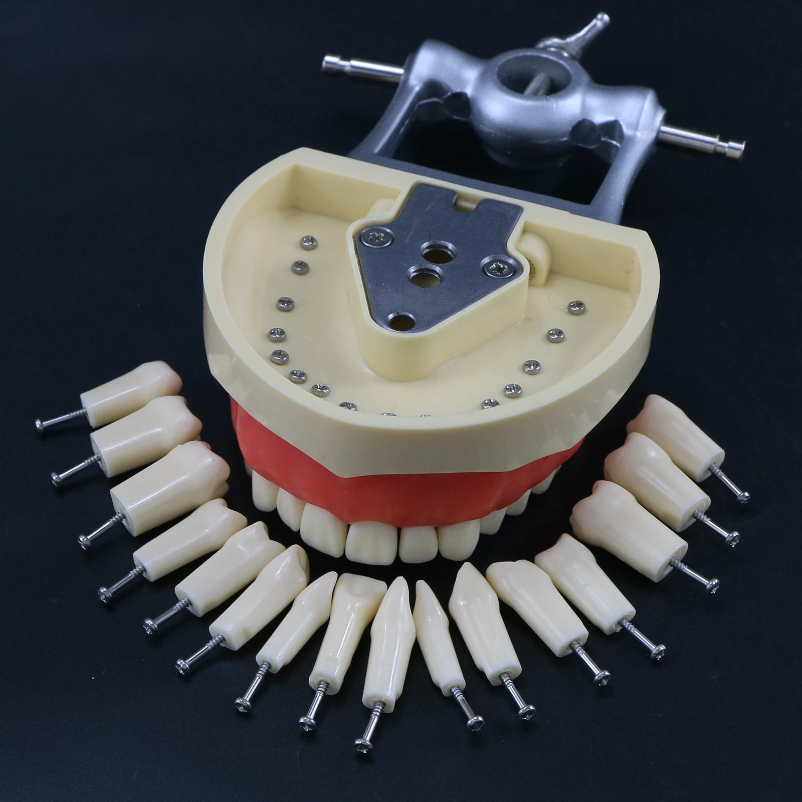 Dental Teeth Model Screw-in Replacement Teeth Compatible NISSIN 200 Type dental teaching model Training Demo Resin Material