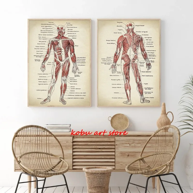 Human Anatomy Print Canvas Painting Muscular System Chart Retro Wall Art Poster Anatomical Medical Cuadros Decor Picture