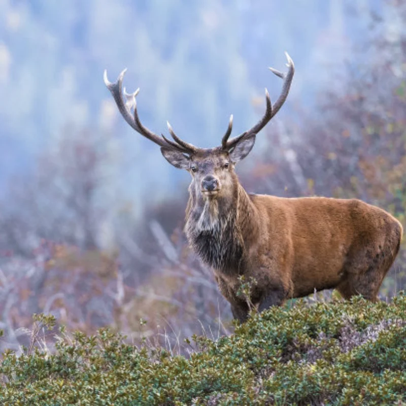 

Задний бампер, задняя планка, защитная пластина для TAMIYA 1/10 2WD BBX-01 BB01, бампер из алюминиевого сплава, аксессуары для радиоуправляемых автомобилей