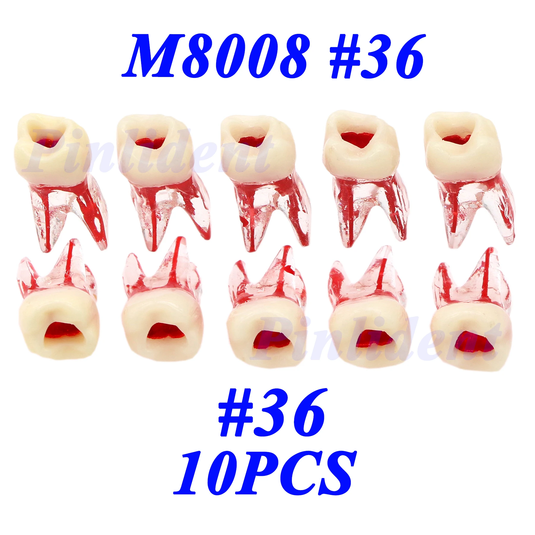 Dental  Exercise Training Dental Cyst Root Canal Exercise Practice Teeth Model M8008 #36 Practice Root Canal Block  Typodont