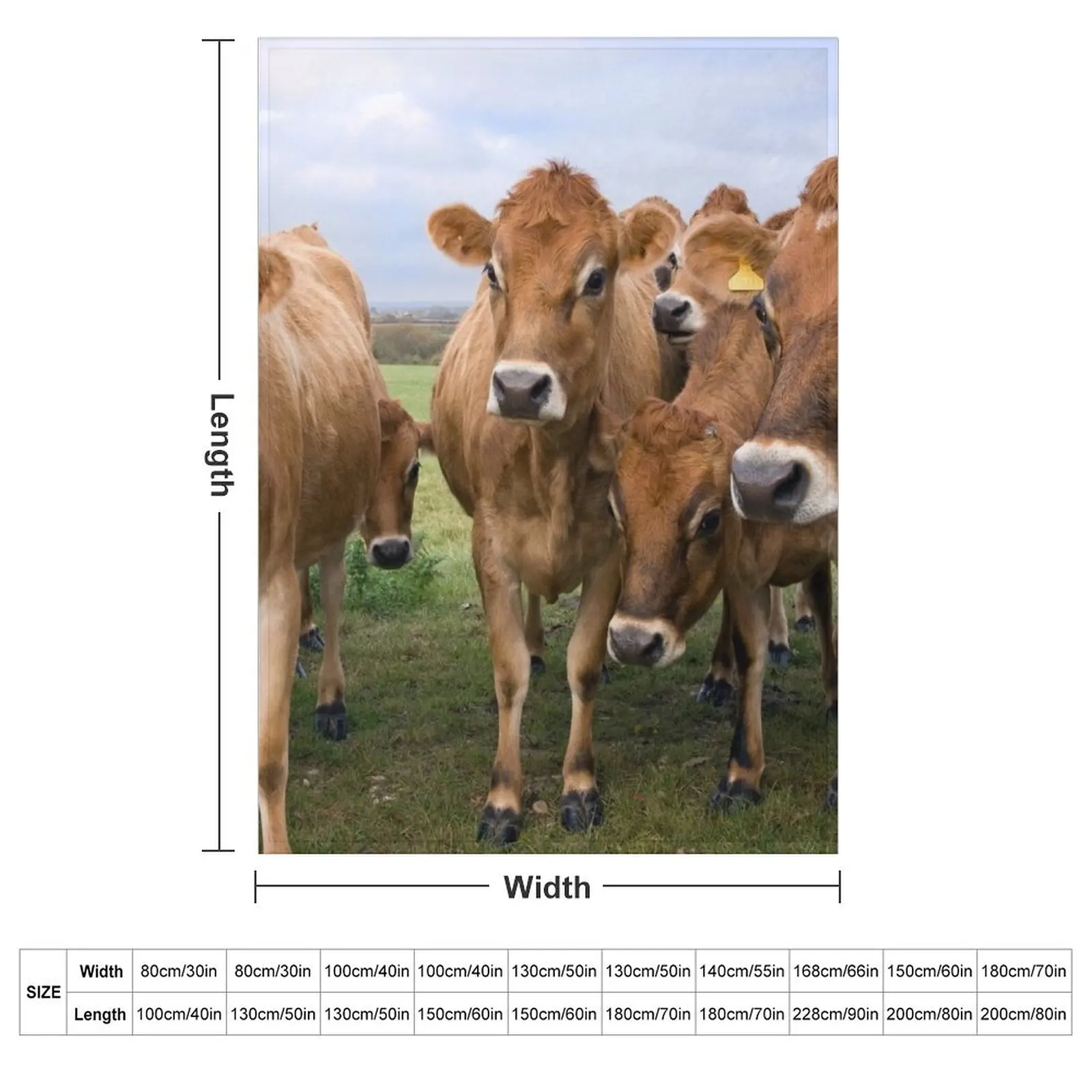 Curious Jersey Cows Throw Blanket Plush Luxury Designer Decorative Beds Sofa Throw for babies Blankets